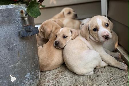 Hunting Dog Puppies