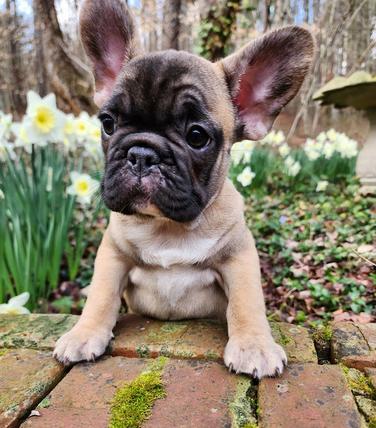 Available French Bulldog Puppies