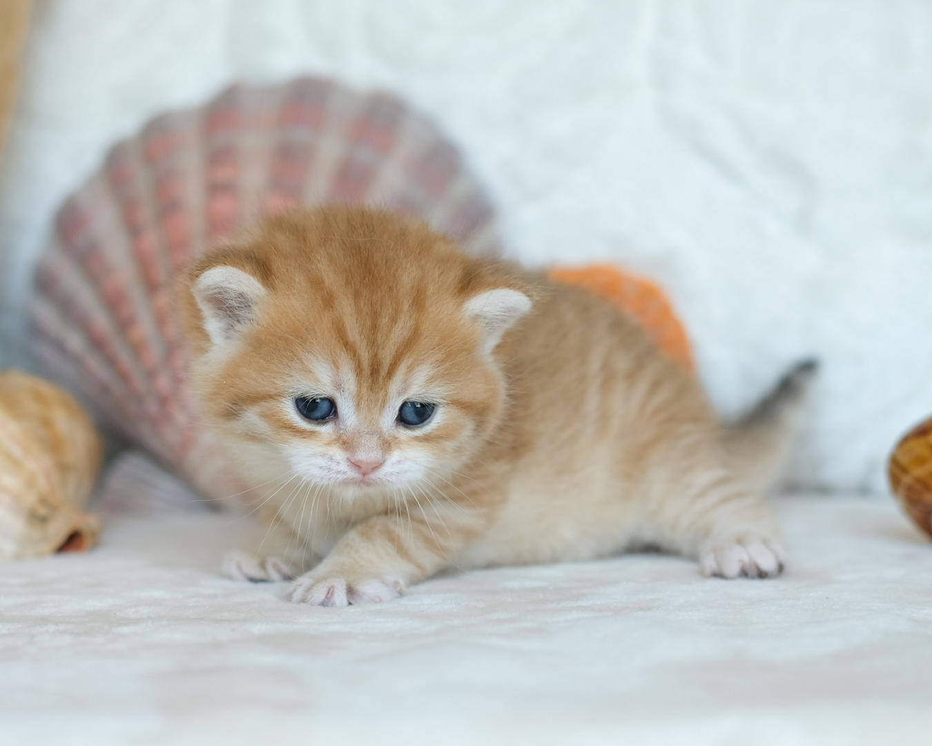 Cream british shorthair kittens for sale sale