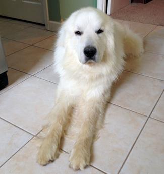 Great Pyrenees puppies ~ Wells' Providence AKC Registered Livestock Guardian Dogs and puppies