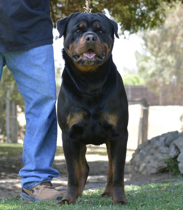 Von Ruelmann Rottweilers inc - German Rottweiler Puppies For Sale ...