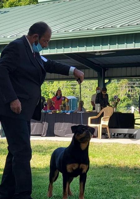 Rottweiler show best sale dog requirements