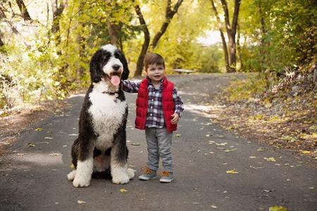 at what age is a bernedoodle full grown