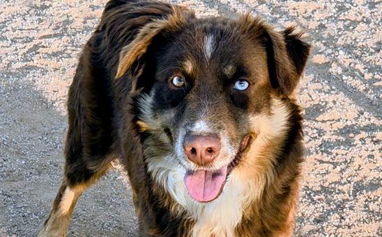 Blue eyed red tri Aussie