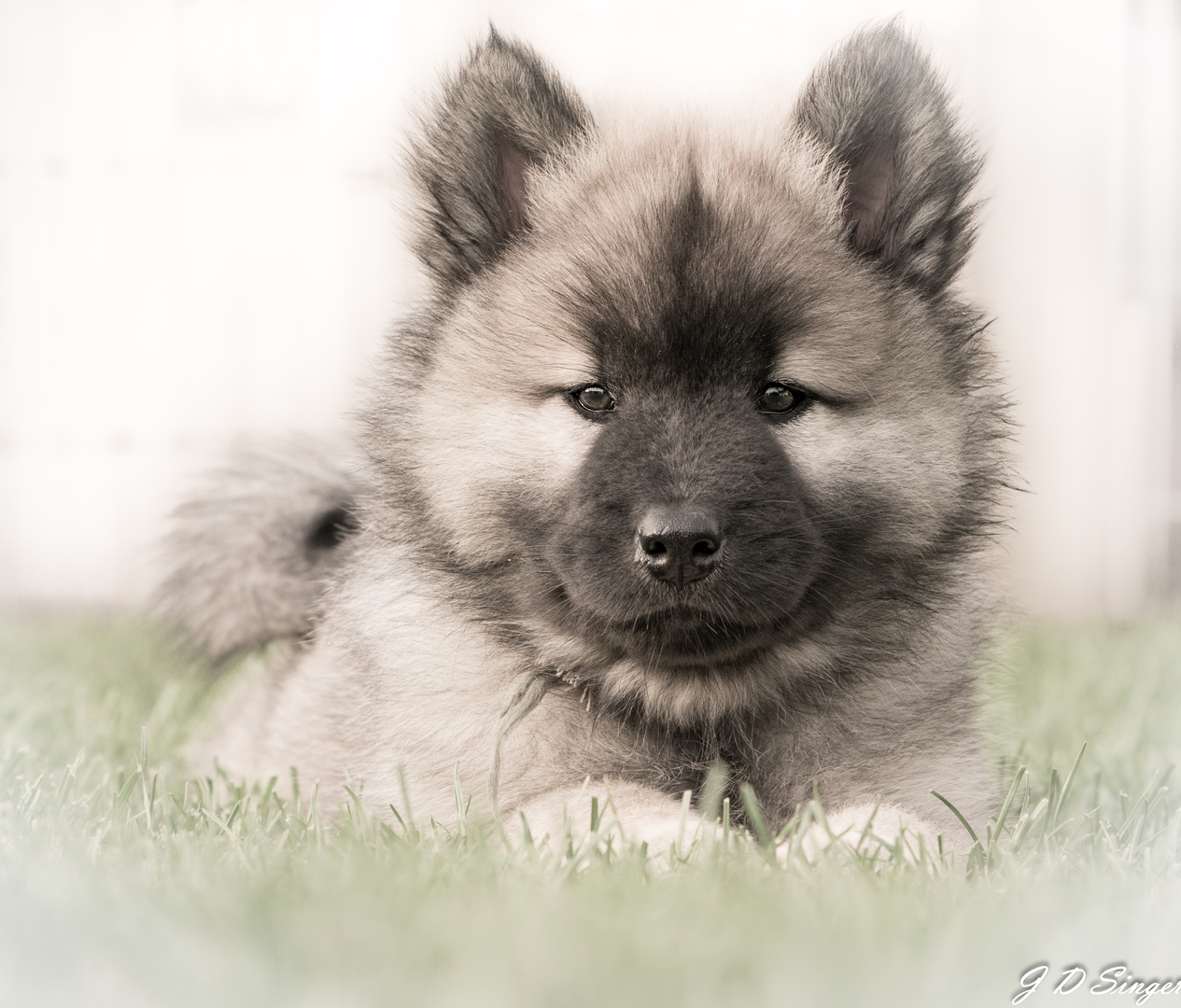 Eurasier breeders hot sale near me