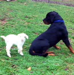 WESTERN FAMILY RANCH ROTTWEILERS for sale Buying a Puppy German AKC Middle TN Nashville Memphis ...