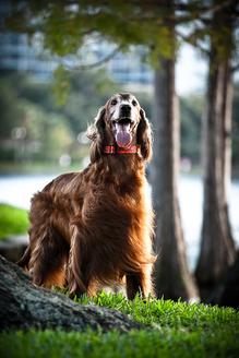 <img src="https://www.dandyspetgrooming.com/dog.jpg" alt="Puppy Irish Setter" />