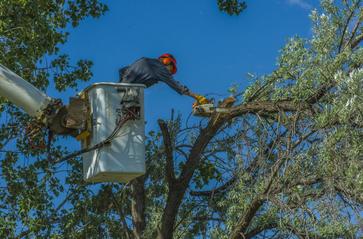 A tree service expert in Elk River, MN