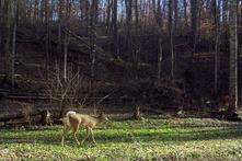 Kentucky bow hunting over alfalfa