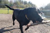 Black Labrador Bitch