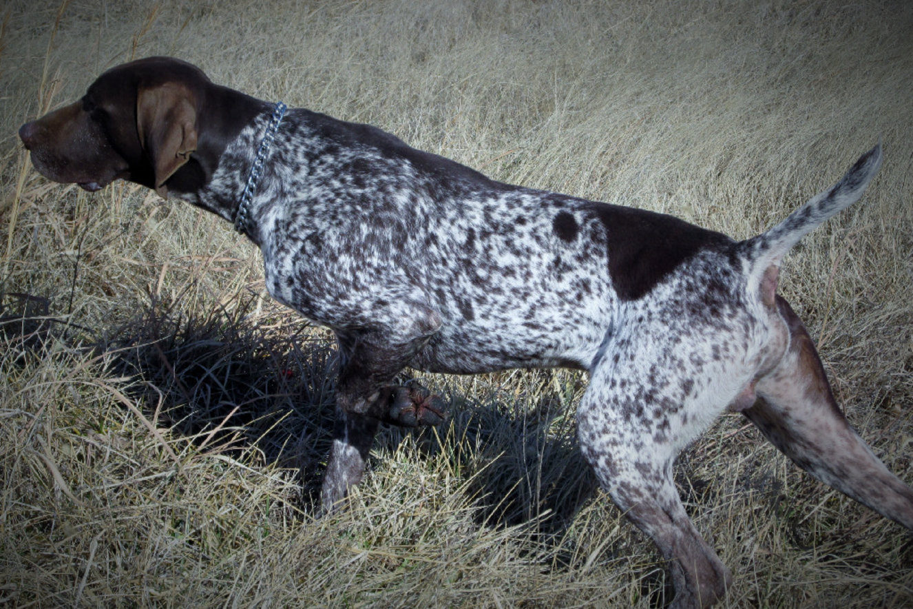 Prices- Prices and Fees Charged by Muddy Creek Kennels for German  Shorthaired Pointer Puppies.