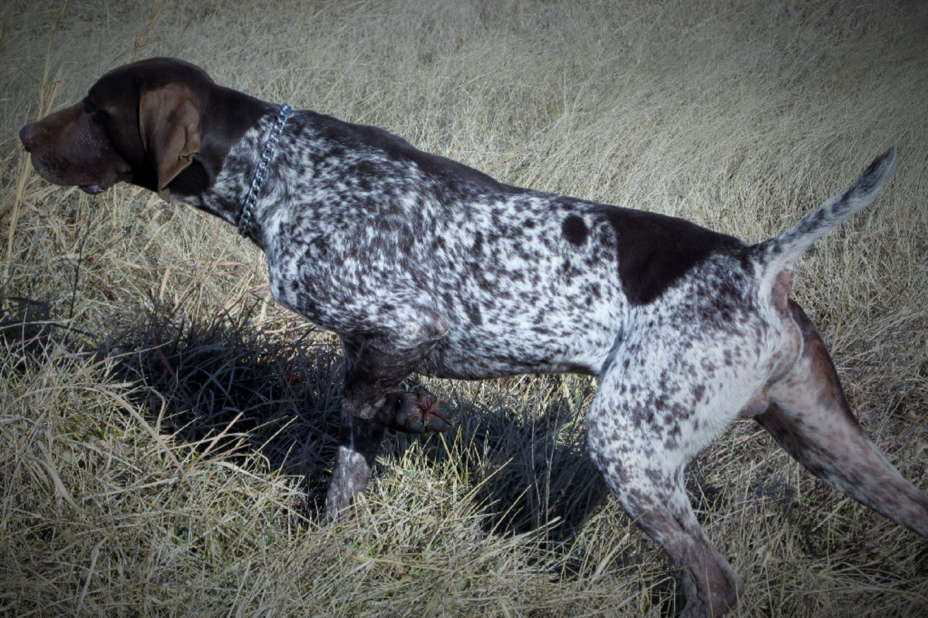 German wirehaired pointer puppies for outlet sale