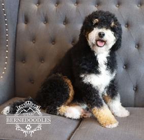Chuck Moyen Poodle
