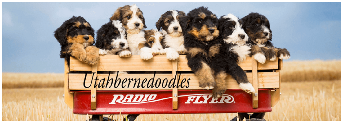 Bernedoodle Puppies