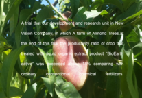 Almond Report