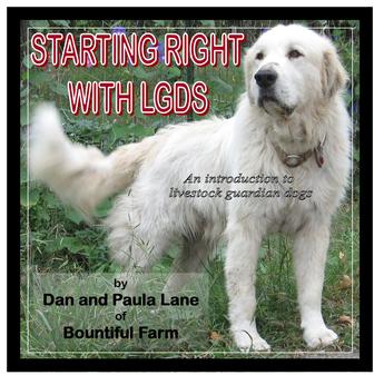 Training a great pyrenees to best sale guard livestock