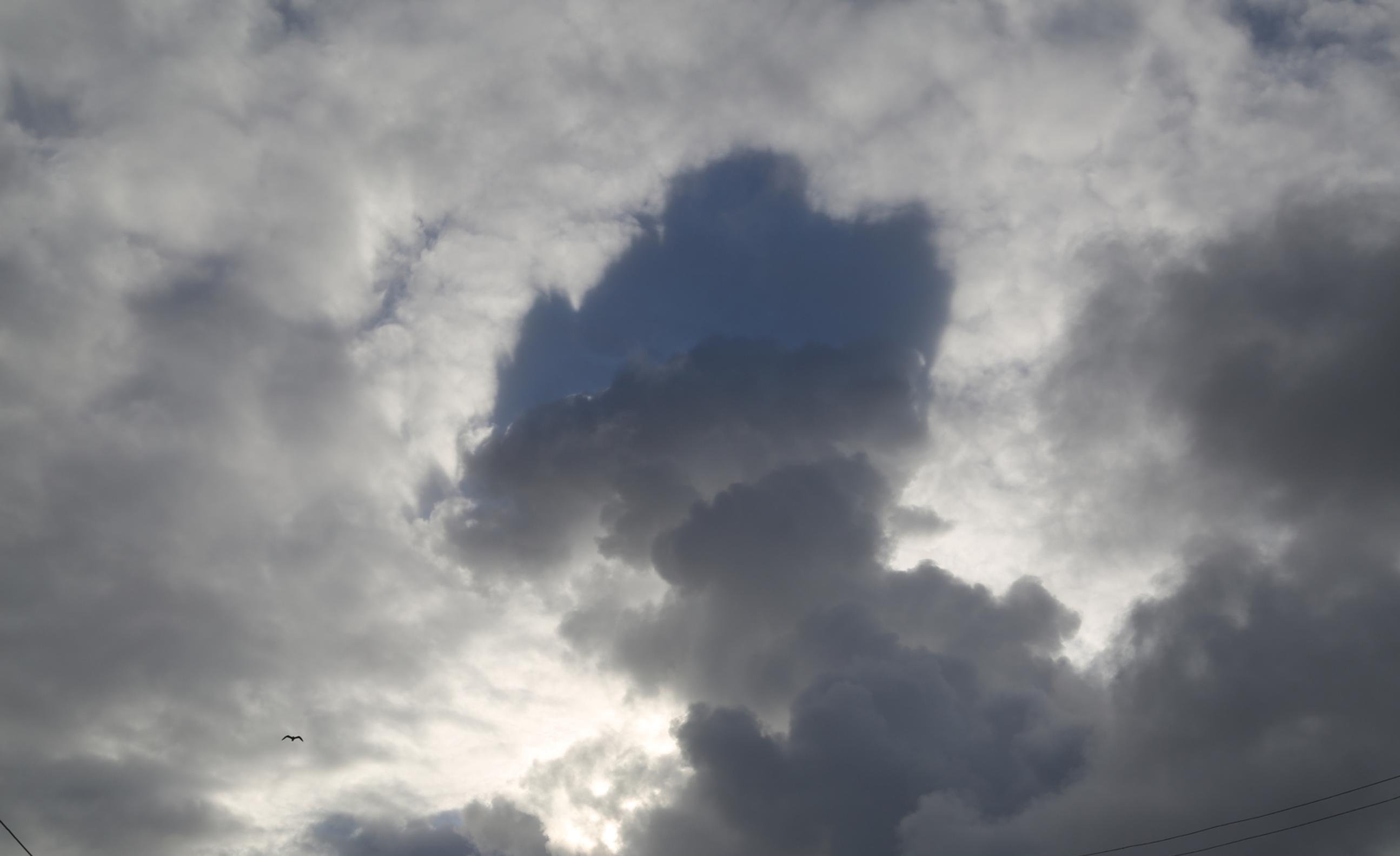 storm clouds weather with bird on sky