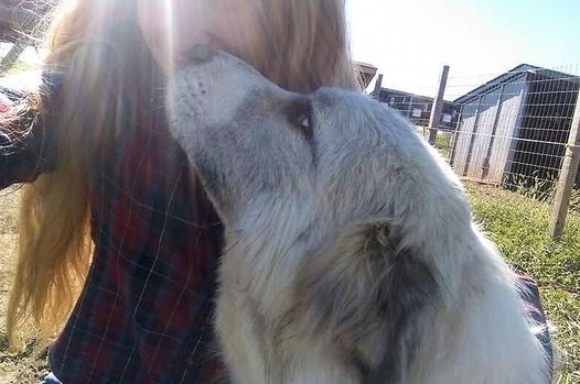 Great Pyrenees puppies ~ Wells' Providence AKC Registered Livestock Guardian Dogs and puppies