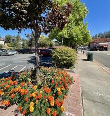 Fox Lot Gardens by Cary Friar and Kathi Lishman Community Pride Volunteers Placerville California Photo by Josette Johnson