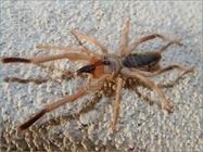 Camel Spider