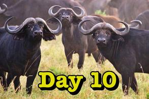 2025 Africa Safari Tanzania Serengeti TAASA wildlife