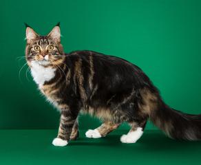 Mollymaines - maine coon cats available in central illinois, pedigreed ...