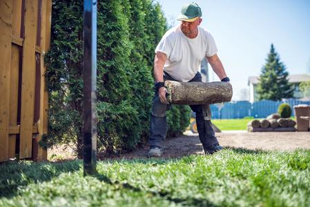 Man moving fresh sod for installation