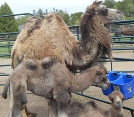 camels for sale in canada