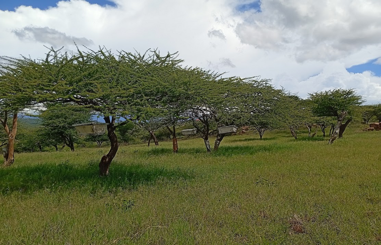 A line of beehives that produce some of the best honey in the region.