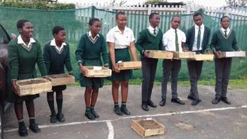 school children sowing seedling veges growing