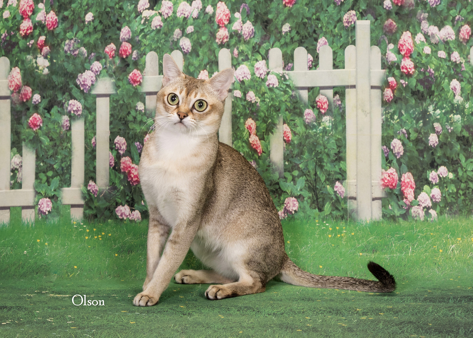 Singapura Cat Adoption: Ultimate Guide to Finding Your Perfect Pet