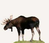 Hunting Moose Estonia