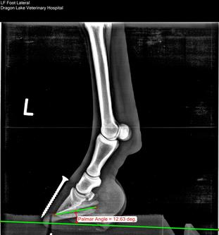 Digital x-ray of horse hoof