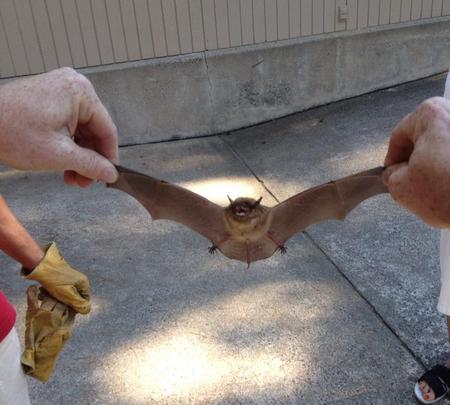 Pied Piper Residental Commercial Bat Removal In Central