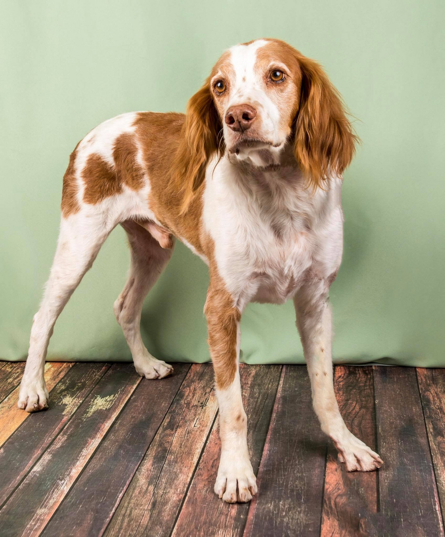 Brittany dogs 2024 for adoption