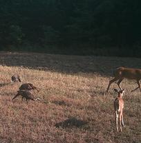 Deer and turkey