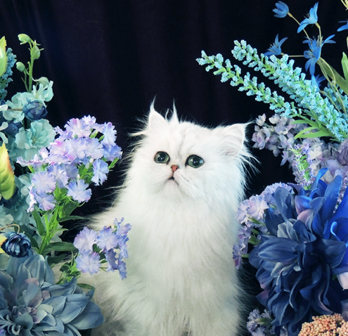 Adult Persian Cats For Sale