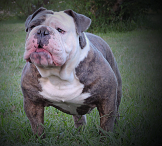 blue brindle olde english bulldogge