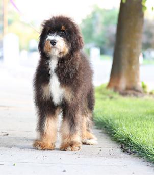 Phantom Mini Bernedoodle