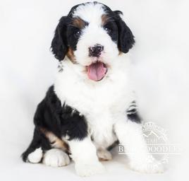 Mini Bernedoodle puppies