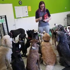 Palm Springs Dog Day Care, Dog Training Rancho Mirage