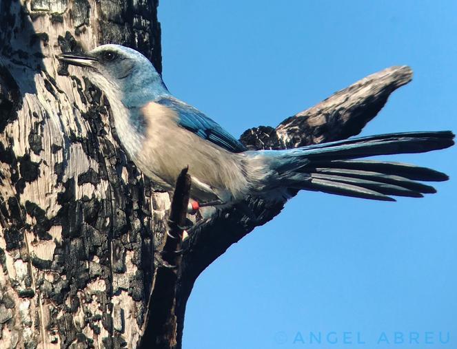 Florida Scrub-Jay