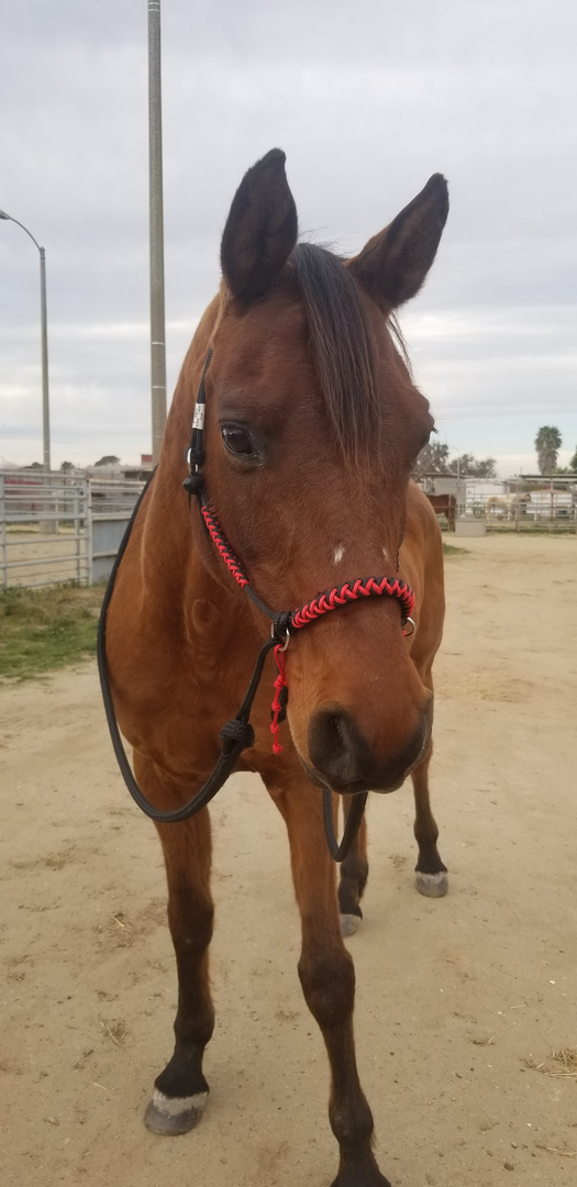 Soft Rope Halter Bitless Bridle Hackamore- Diamond Paracord