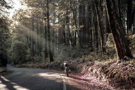 motorcycle adventurte forest wallpaper