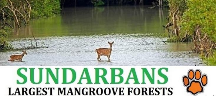 Sundarban Tour Package Sunderban National Park Jungle From Kolkata forest near kolkata