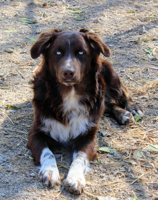 Beautiful dog breeds