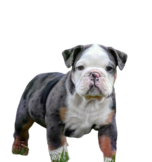 blue tri merle olde english bulldog, english bulldog