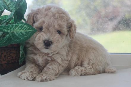 MALTIPOOCHON MALTESE POODLE BICHON PUPPY