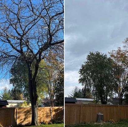 large honey locus removal commercial