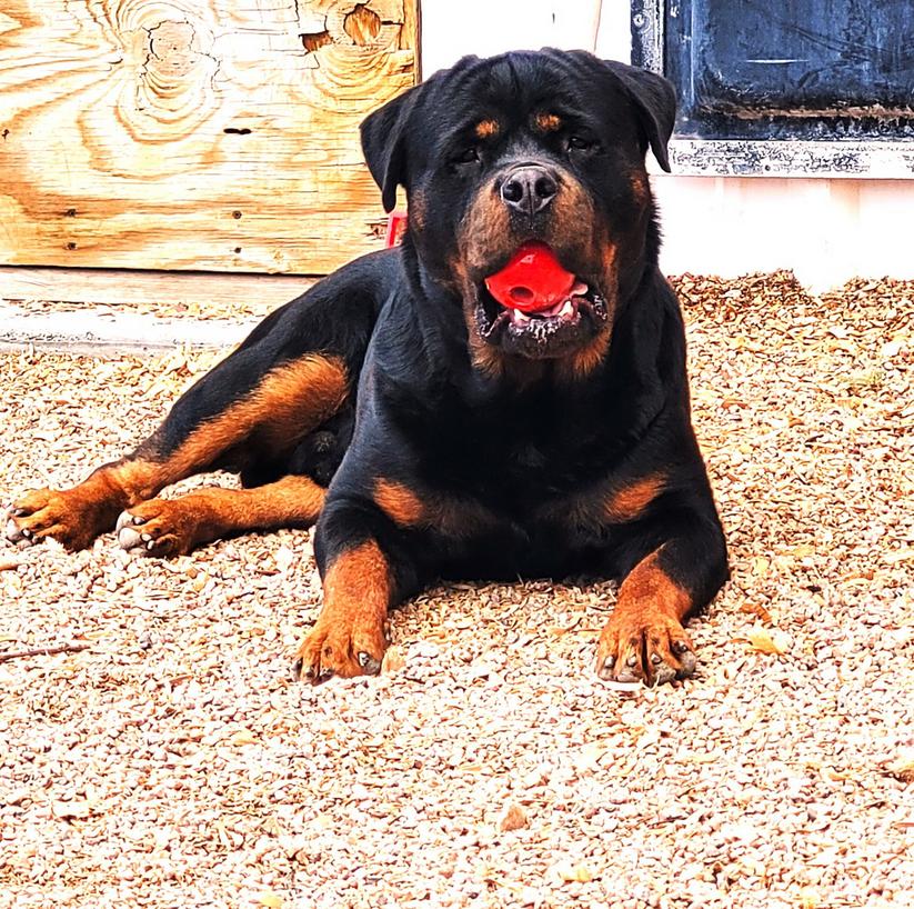 Rottweiler Puppies Available For Sale - Colorado Rottweiler